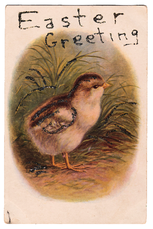 Free Bird Bird Beak Chicken Clipart Clipart Transparent Background