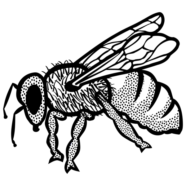 Free Bee Insect Black And White Honey Bee Clipart Clipart Transparent Background