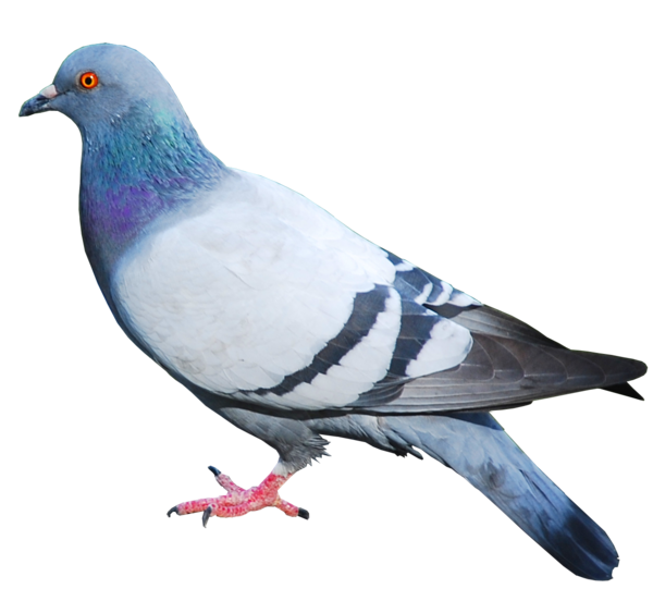 Free Bird Bird Stock Dove Pigeons And Doves Clipart Clipart Transparent Background