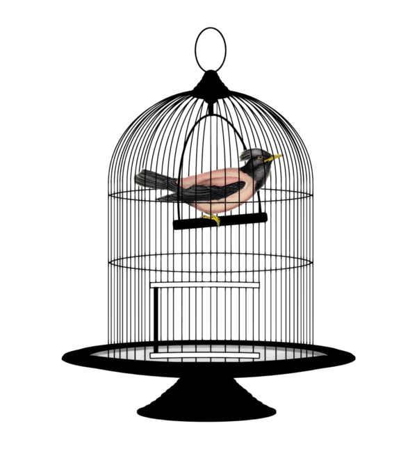 Free Bird Cage Clipart Clipart Transparent Background