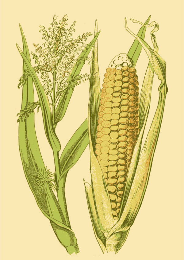 Free Insect Maize Food Grain Sweet Corn Clipart Clipart Transparent Background