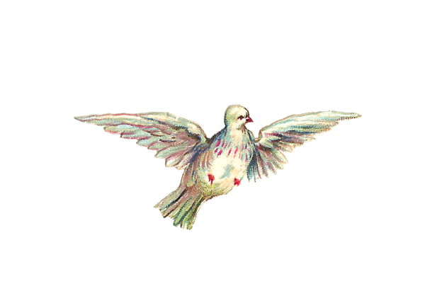Free Bird Bird Wing Beak Clipart Clipart Transparent Background