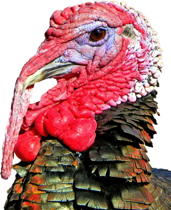 Free Hunting Beak Wild Turkey Turkey Clipart Clipart Transparent Background