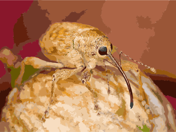 Free Insect Insect Close Up Weevil Clipart Clipart Transparent Background