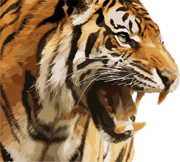 Free Cat Tiger Wildlife Fur Clipart Clipart Transparent Background