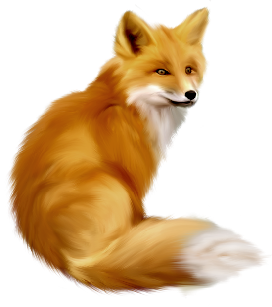Free Fox Fox Red Fox Snout Clipart Clipart Transparent Background