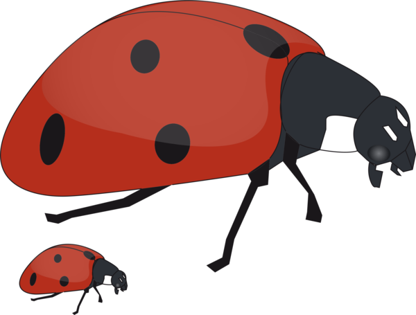 Free Insect Ladybird Insect Beetle Clipart Clipart Transparent Background