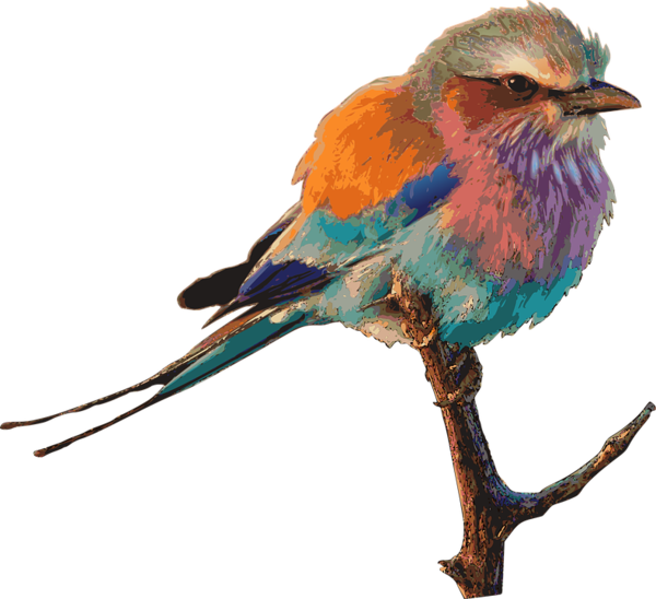 Free Bird Bird Roller Beak Clipart Clipart Transparent Background