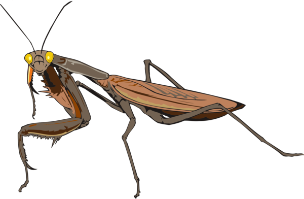 Free Insect Insect Pest Mantis Clipart Clipart Transparent Background