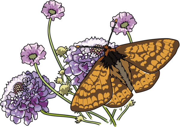 Free Butterfly Butterfly Moths And Butterflies Flower Clipart Clipart Transparent Background