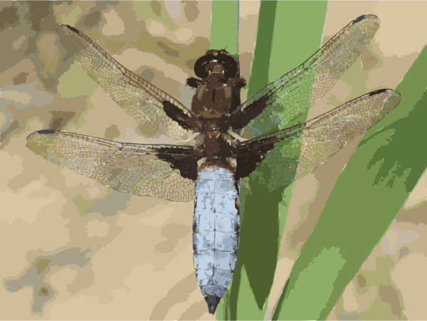 Free Insect Insect Dragonfly Dragonflies And Damseflies Clipart Clipart Transparent Background