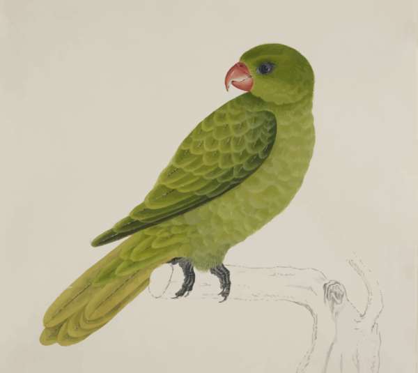 Free Bird Bird Parrot Parakeet Clipart Clipart Transparent Background