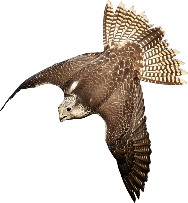 Free Bird Bird Beak Hawk Clipart Clipart Transparent Background