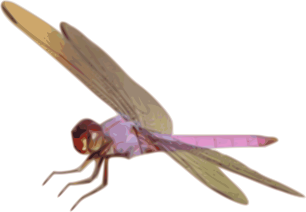 Free Insect Insect Dragonfly Dragonflies And Damseflies Clipart Clipart Transparent Background