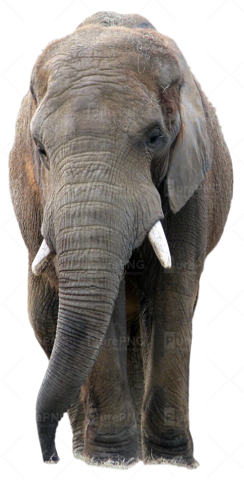 Free Elephant Elephant Indian Elephant Wildlife Clipart Clipart Transparent Background