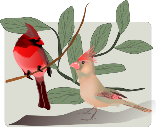 Free Bird Bird Beak Cardinal Clipart Clipart Transparent Background