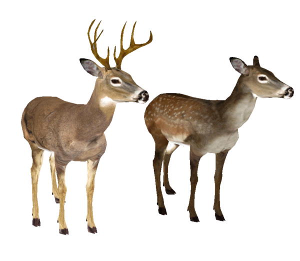 Free Deer Deer Wildlife White Tailed Deer Clipart Clipart Transparent Background
