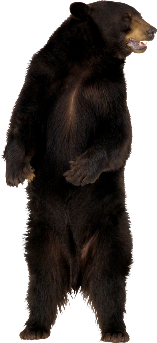 Free Bear Bear Fur American Black Bear Clipart Clipart Transparent Background