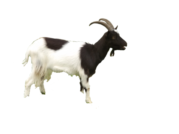 Free Goat Goats Goat Horn Clipart Clipart Transparent Background
