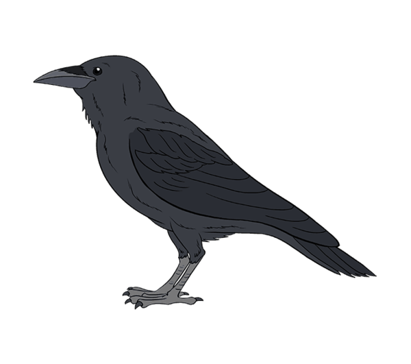 Free Bird Bird Crow Beak Clipart Clipart Transparent Background