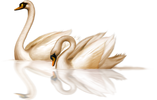 Free Bird Swan Water Bird Ducks Geese And Swans Clipart Clipart Transparent Background