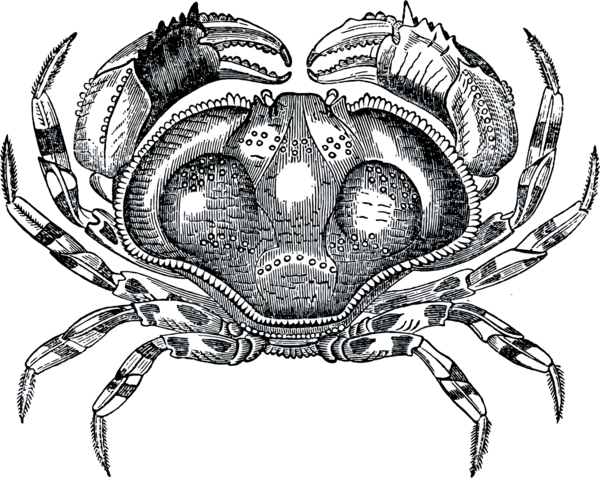 Free Crab Crab Black And White Decapoda Clipart Clipart Transparent Background