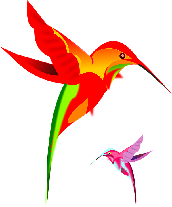 Free Bird Bird Beak Hummingbird Clipart Clipart Transparent Background