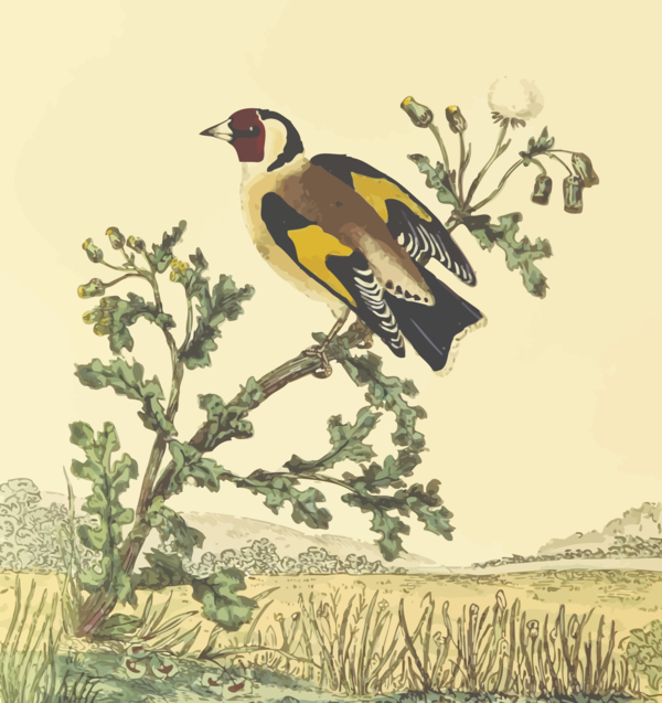 Free Bird Bird Ecosystem Beak Clipart Clipart Transparent Background