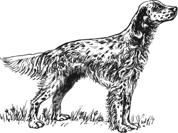Free Dog Dog Black And White Setter Clipart Clipart Transparent Background