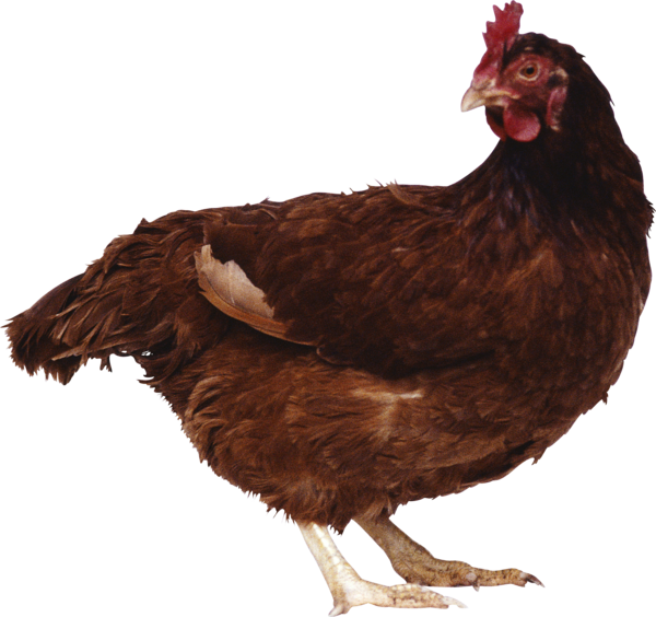 Free Bird Chicken Beak Poultry Clipart Clipart Transparent Background