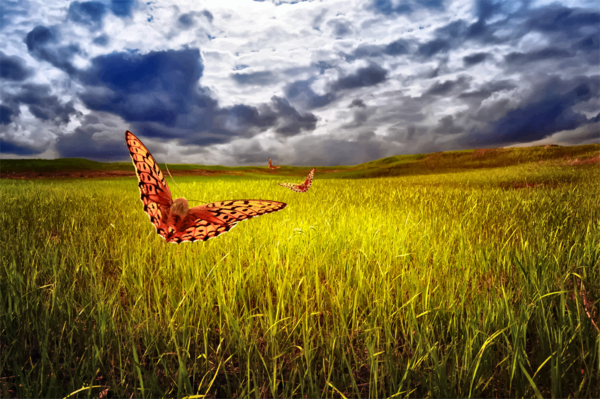 Free Butterfly Grassland Sky Field Clipart Clipart Transparent Background