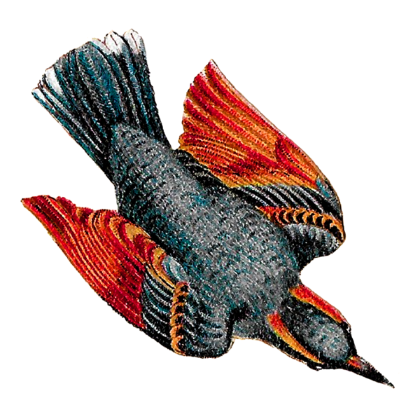 Free Bird Beak Wing Bird Clipart Clipart Transparent Background