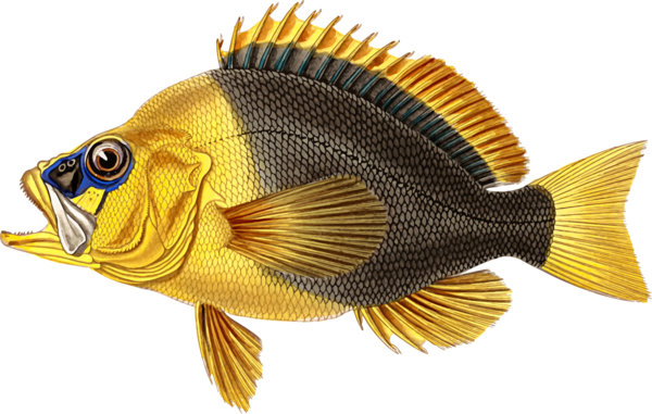 Free Fishing Fish Perch Tilapia Clipart Clipart Transparent Background