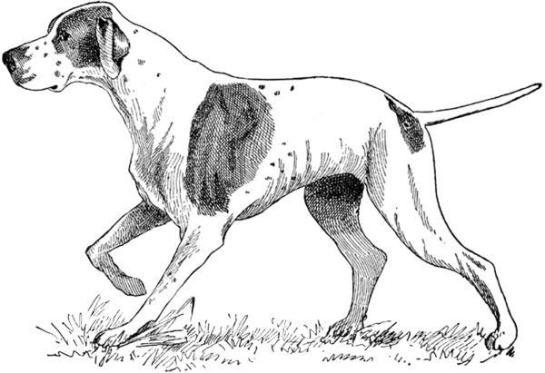 Free Hunting Dog English Foxhound Harrier Clipart Clipart Transparent Background