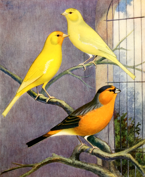 Free Bird Bird Finch Beak Clipart Clipart Transparent Background