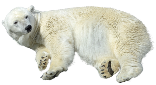 Free Bear Polar Bear Bear Snout Clipart Clipart Transparent Background