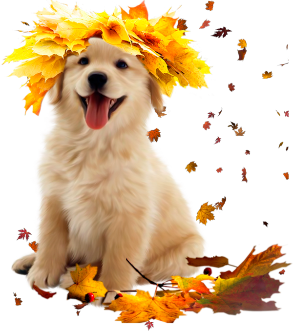 Free Cat Dog Puppy Snout Clipart Clipart Transparent Background