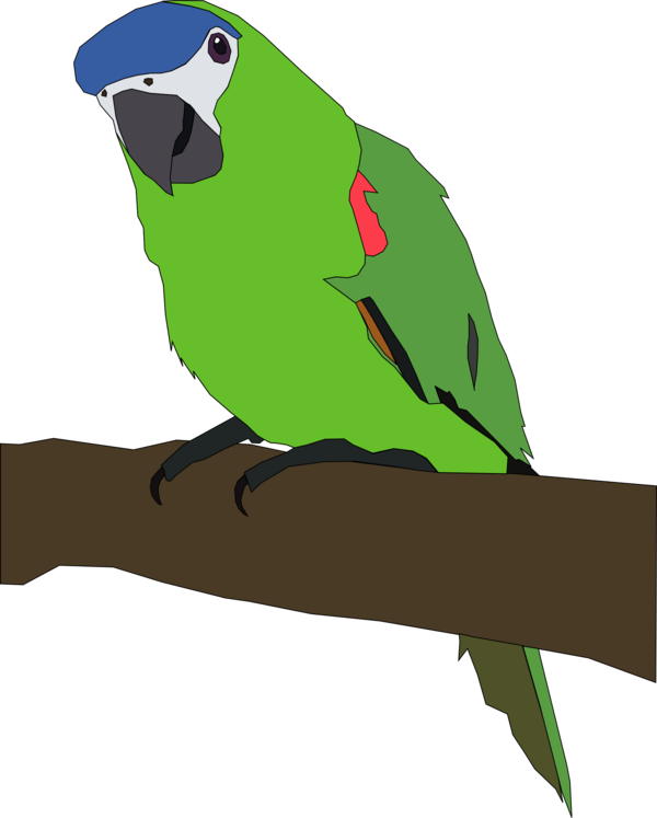 Free Talking Bird Beak Parrot Clipart Clipart Transparent Background