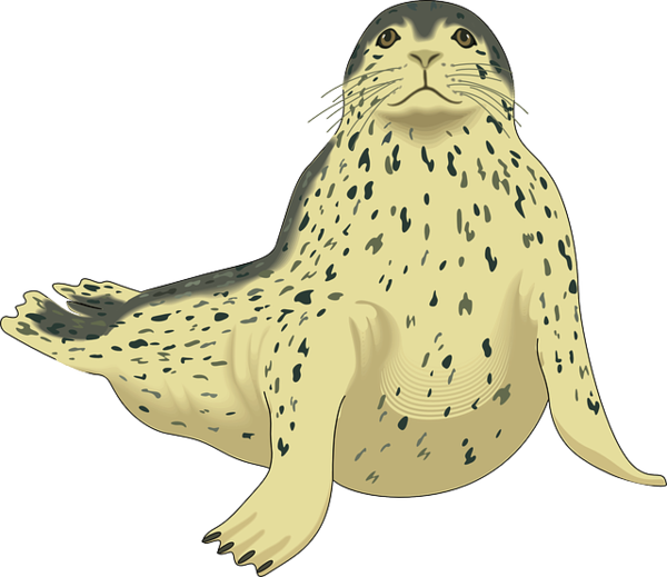 Free Fish Seals Harbor Seal Fish Clipart Clipart Transparent Background
