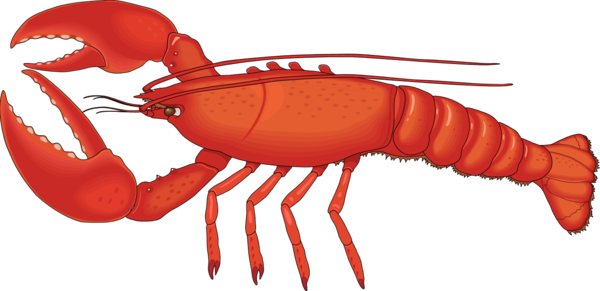 Free Fishing American Lobster Seafood Decapoda Clipart Clipart Transparent Background