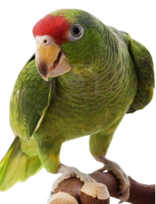 Free Bird Parrot Bird Beak Clipart Clipart Transparent Background