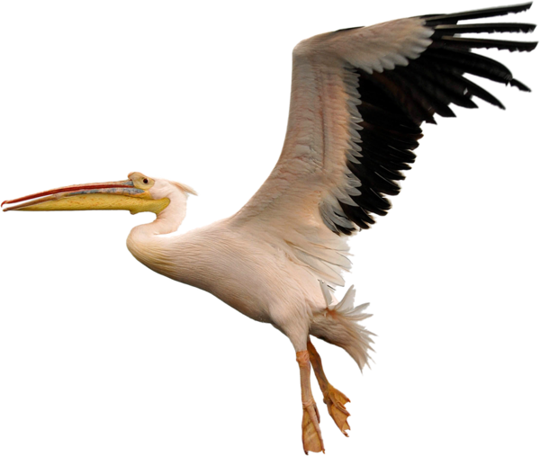 Free Bird Bird Beak White Stork Clipart Clipart Transparent Background