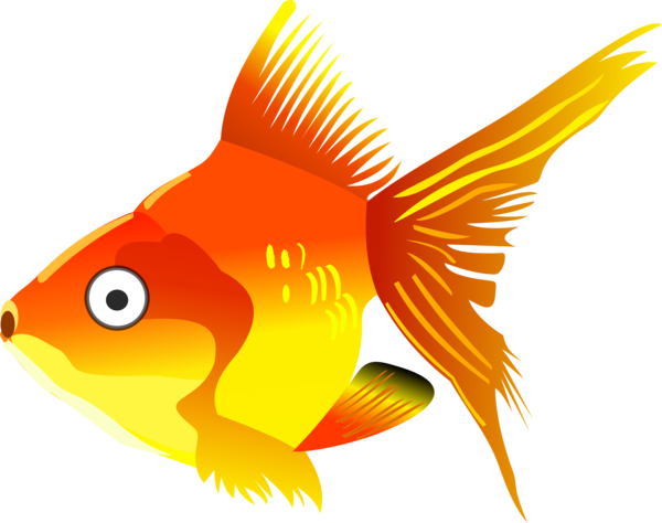 Free Fish Fish Fin Goldfish Clipart Clipart Transparent Background