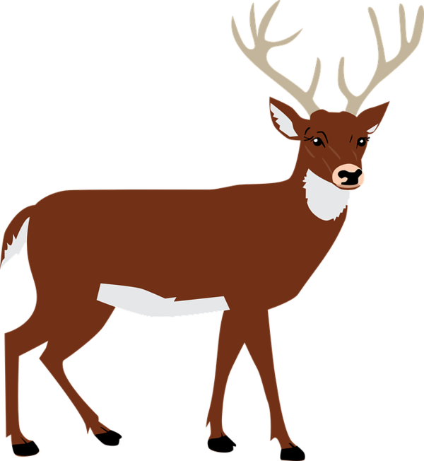 Free Deer Deer Wildlife Horn Clipart Clipart Transparent Background