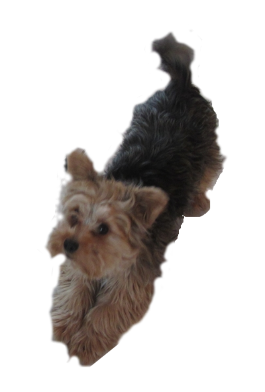 Free Dog Dog Terrier Yorkshire Terrier Clipart Clipart Transparent Background