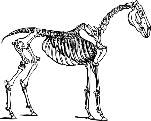 Free Horse Line Art Wildlife Black And White Clipart Clipart Transparent Background