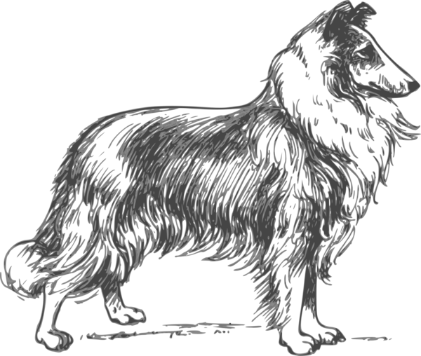 Free Dog Dog Black And White Collie Clipart Clipart Transparent Background
