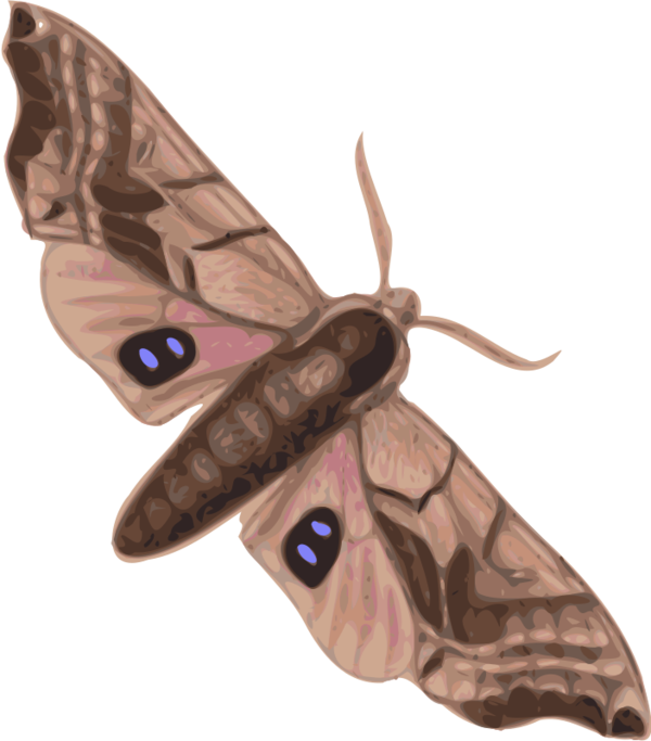 Free Butterfly Moths And Butterflies Moth Insect Clipart Clipart Transparent Background