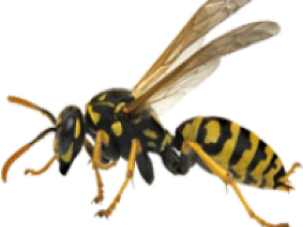 Free Bee Insect Pest Bee Clipart Clipart Transparent Background