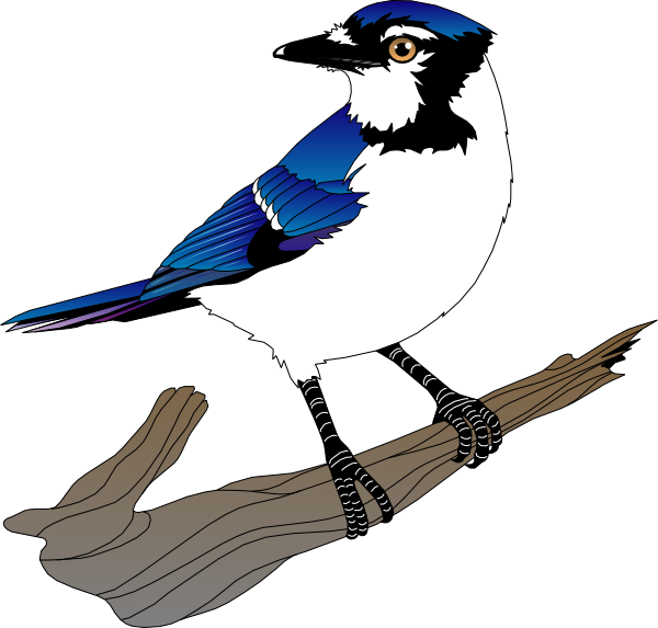 Free Bird Bird Beak Blue Jay Clipart Clipart Transparent Background